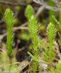 Attēlu rezultāti vaicājumam “Lycopodiella inundata”