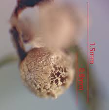 Attēlu rezultāti vaicājumam “Cribraria piriformis young”