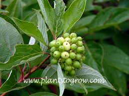 Attēlu rezultāti vaicājumam “Cornus sericea fruit”