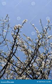 Attēlu rezultāti vaicājumam “Prunus cerasifera var. divaricata bud”