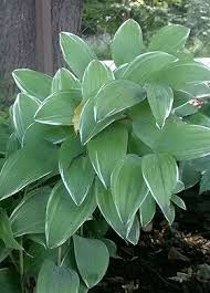 Attēlu rezultāti vaicājumam “Polygonatum multiflorum  leaf”