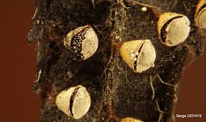 Attēlu rezultāti vaicājumam “Craterium minutum cf. var. brunneum macro”