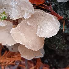 Attēlu rezultāti vaicājumam “Pseudohydnum gelatinosum”