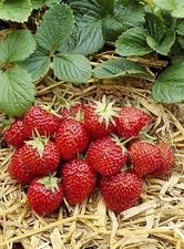 Attēlu rezultāti vaicājumam “Fragaria x ananassa”