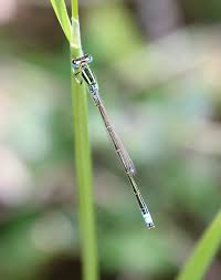 Attēlu rezultāti vaicājumam “Ischnura pumilio”