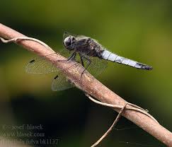 Attēlu rezultāti vaicājumam “Libellula fulva”