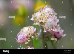 Attēlu rezultāti vaicājumam “Betula humilis female flower”