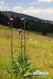 Attēlu rezultāti vaicājumam “Cirsium heterophyllum”