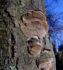 Attēlu rezultāti vaicājumam “Phellinus pomaceus”