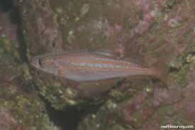 Image result for Pollachius pollachius