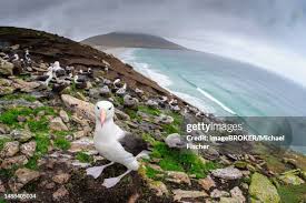 Image result for Thalassarche melanophris