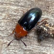 Attēlu rezultāti vaicājumam “Triplax aenea”