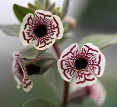 Image result for Mimulus x hybrida