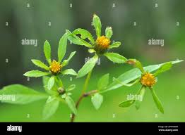 Attēlu rezultāti vaicājumam “Bidens frondosa”