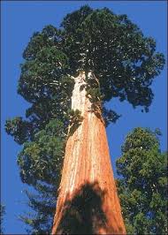 Image result for Mammutbaum