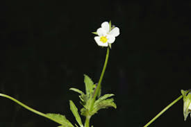 Attēlu rezultāti vaicājumam “Viola arvensis”