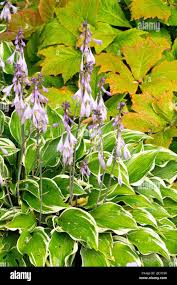 Attēlu rezultāti vaicājumam “Hosta sp. flower”