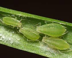 Attēlu rezultāti vaicājumam “Aphrophoridae imago”