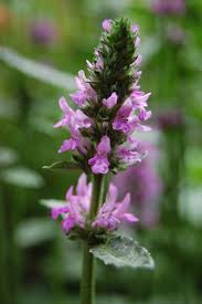 Attēlu rezultāti vaicājumam “Stachys officinalis”