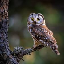 Attēlu rezultāti vaicājumam “Aegolius funereus adult”