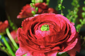 Attēlu rezultāti vaicājumam “Ranunculus mendax”