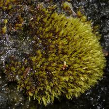 Attēlu rezultāti vaicājumam “Seligeria donniana”