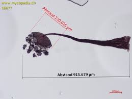 Attēlu rezultāti vaicājumam “Cribraria violacea”
