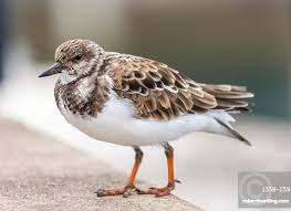 Attēlu rezultāti vaicājumam “Arenaria interpres”