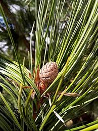 Image result for Pinus cembra