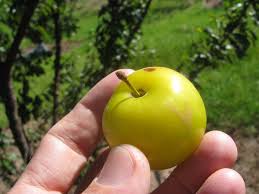 Attēlu rezultāti vaicājumam “Prunus domestica subsp. domestica fruit”