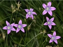 Attēlu rezultāti vaicājumam “Campanula patula”