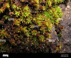 Attēlu rezultāti vaicājumam “Encalypta streptocarpa”