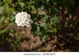 Attēlu rezultāti vaicājumam “Spiraea chamaedryfolia flower”