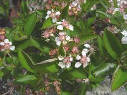 Attēlu rezultāti vaicājumam “Aronia melanocarpa”