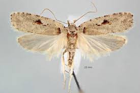 Attēlu rezultāti vaicājumam “Agonopterix ocellana”