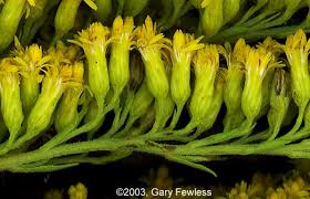 Attēlu rezultāti vaicājumam “Solidago canadensis leaf”