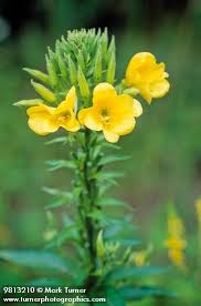 Image result for Oenothera biennis