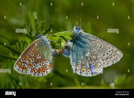 Attēlu rezultāti vaicājumam “Polyommatus icarus male”