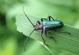 Attēlu rezultāti vaicājumam “Gaurotes virginea”