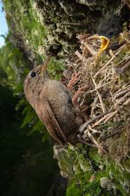 Attēlu rezultāti vaicājumam “Troglodytes troglodytes nest”