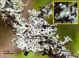 Attēlu rezultāti vaicājumam “Hypogymnia physodes”