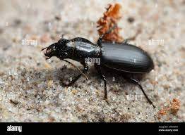 Attēlu rezultāti vaicājumam “Broscus cephalotes”