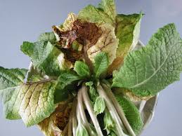 Attēlu rezultāti vaicājumam “Primula farinosa leaf”