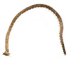 Attēlu rezultāti vaicājumam “Semioscopis avellanella”