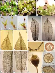 Attēlu rezultāti vaicājumam “Physcomitrium pyriforme sporophyte”