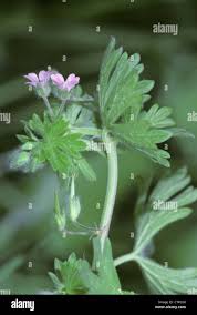 Attēlu rezultāti vaicājumam “Geranium pusillum leaf”