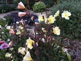 Image result for Oenothera odorata