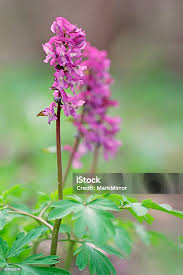 Attēlu rezultāti vaicājumam “Corydalis solida flower”