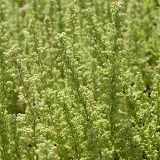 Image result for Chenopodium botrys