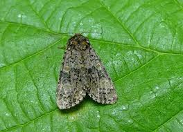 Attēlu rezultāti vaicājumam “Craniophora ligustri”